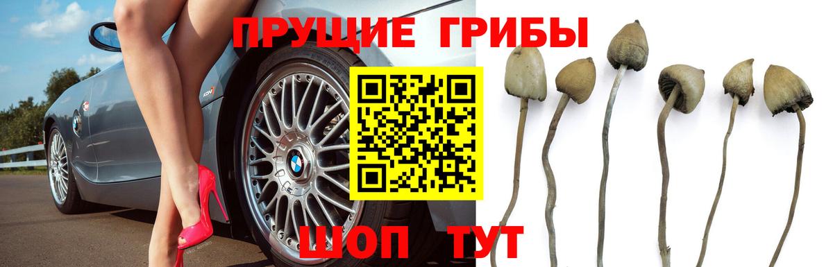 Галлюциногенные грибы прущие грибы  Вход с VPN  Бийск 